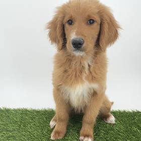 2nd Gen Standard Goldendoodle