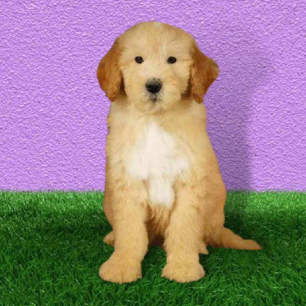 Male 2nd Gen Standard Bernedoodle Puppy for sale