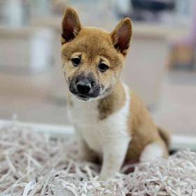 Shiba Inu
