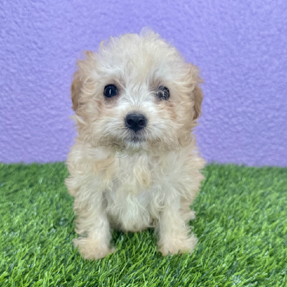 pet breed image