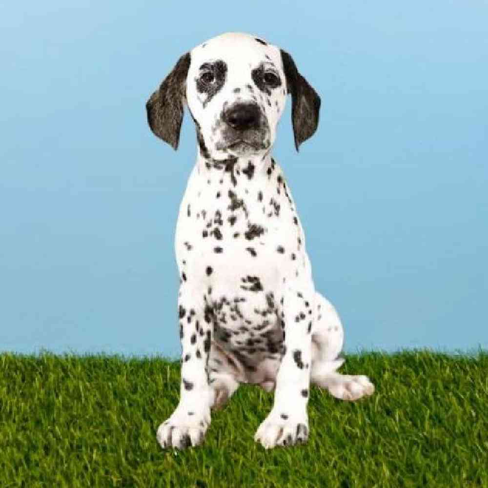 Female Dalmatian Puppy for sale