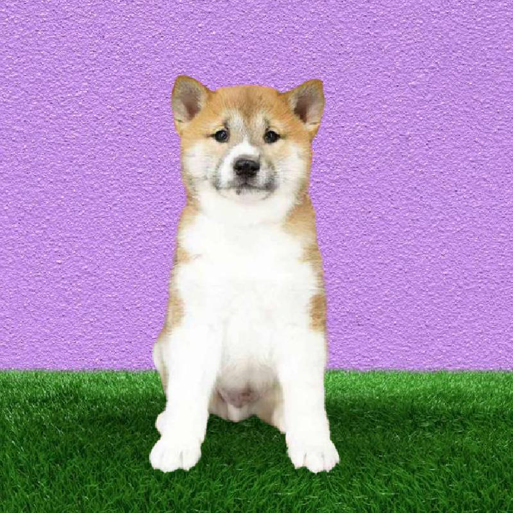 Male Shiba Inu Puppy for sale