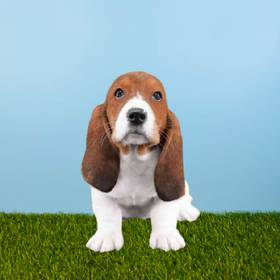 Basset Hound