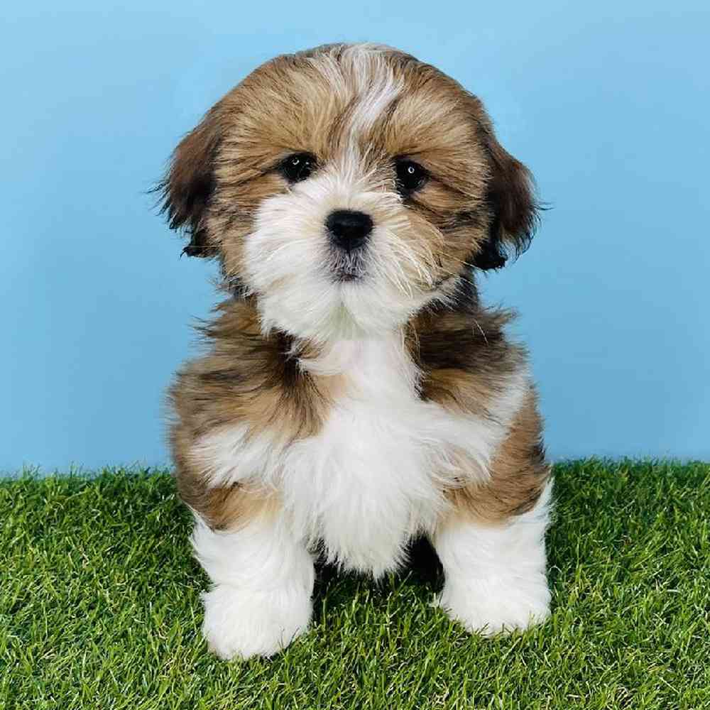 Female Lhasa Apso Puppy for sale