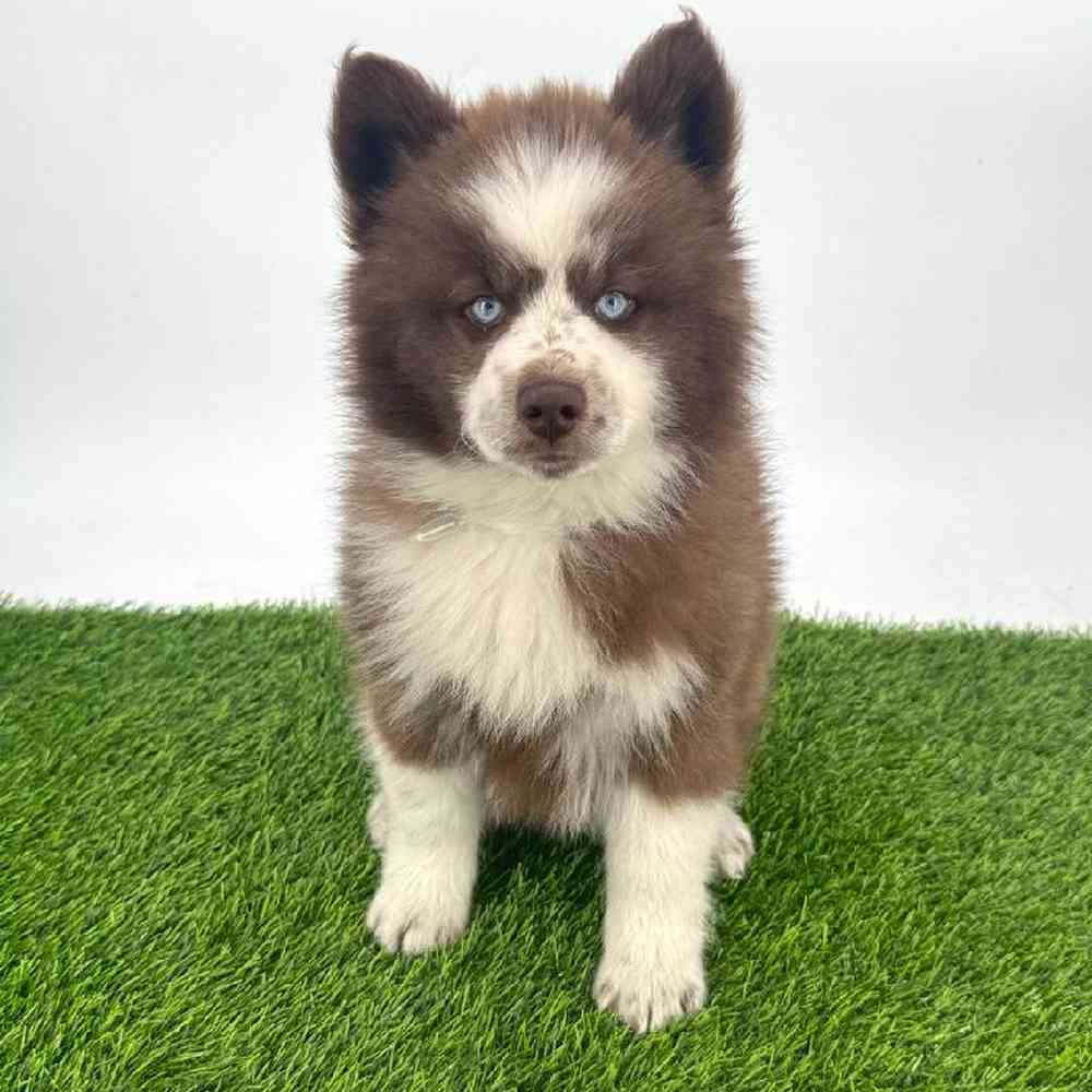 pet breed image
