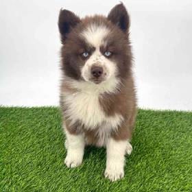 Pomsky