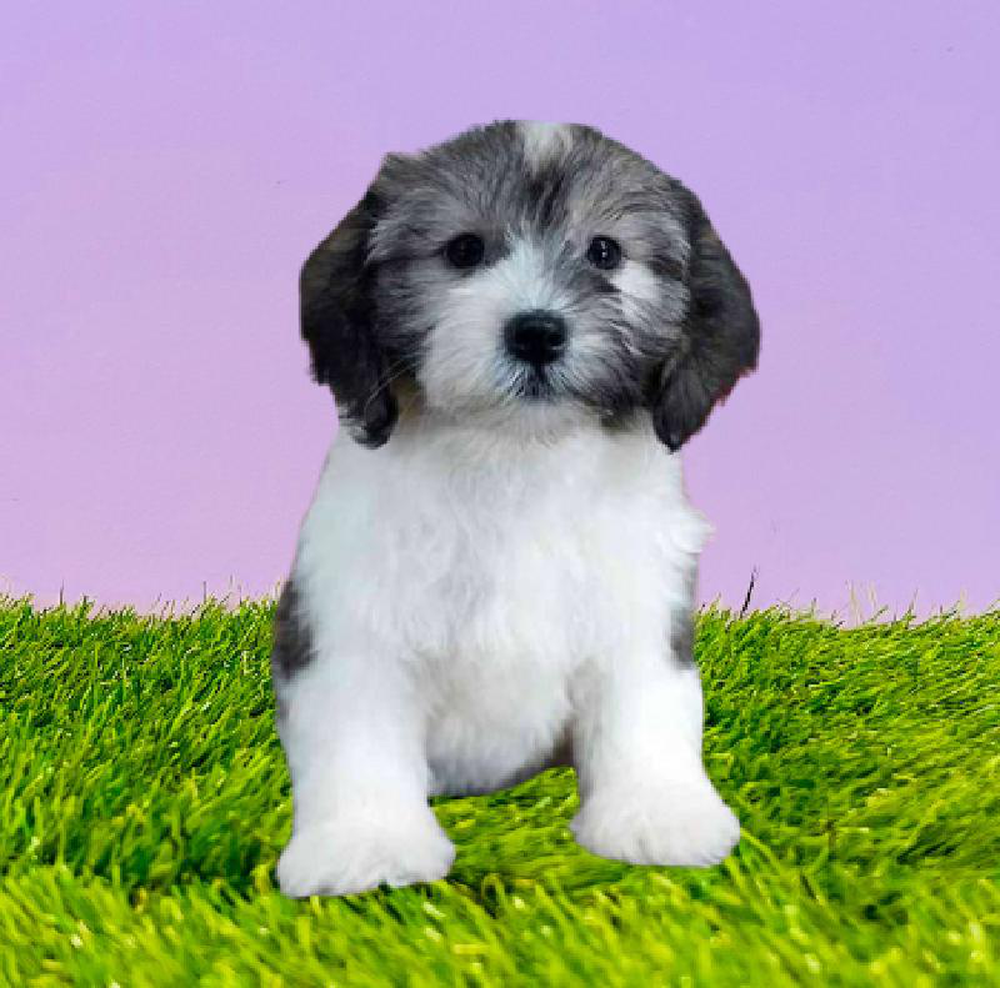 Female Coton De Tulear Puppy for sale