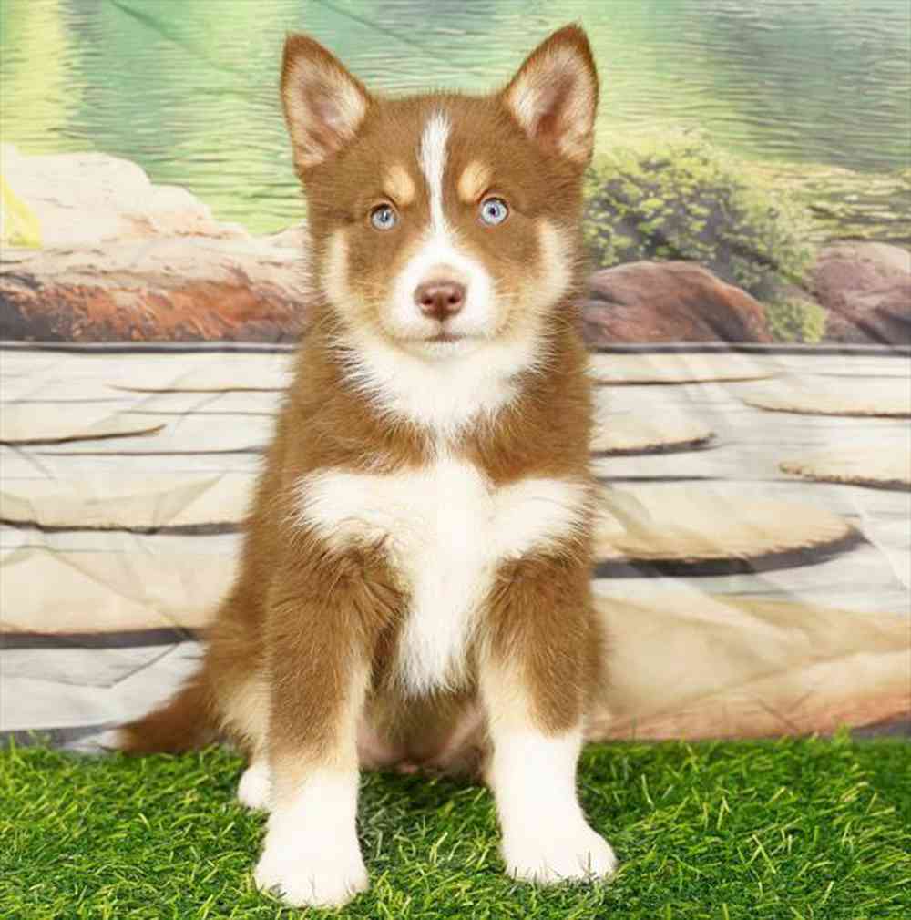 pet breed image