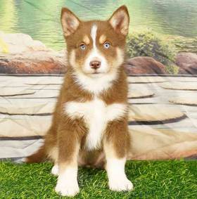 Pomsky