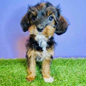 Cavalier/Yorkie