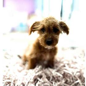 Yorkie-Poo