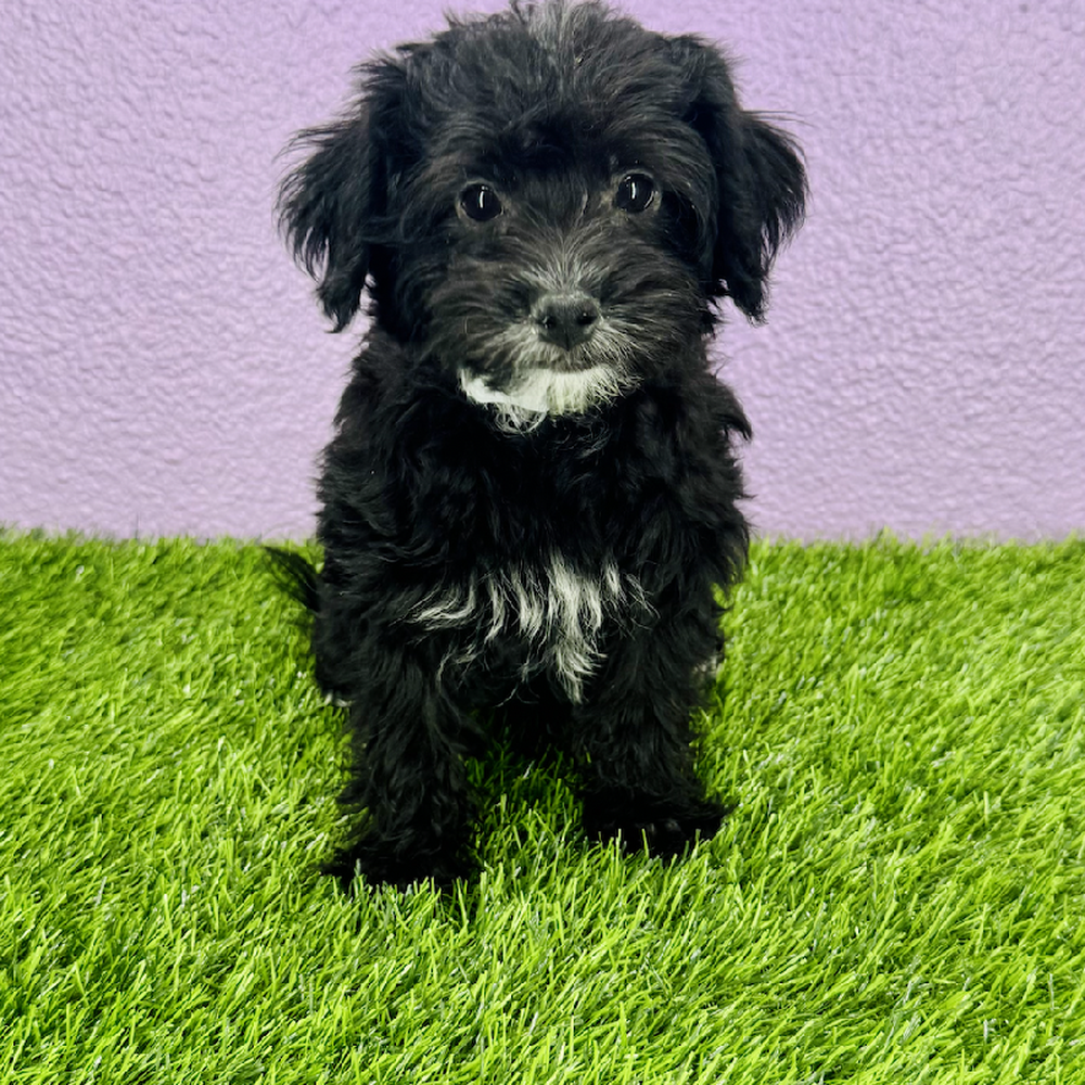 pet breed image