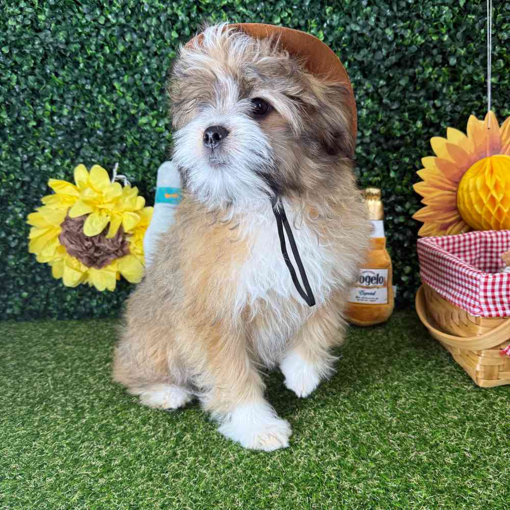 carousel pet images