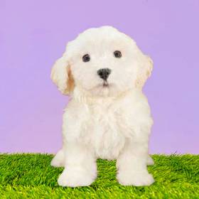 Bichon
