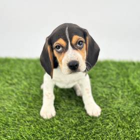 Beagle