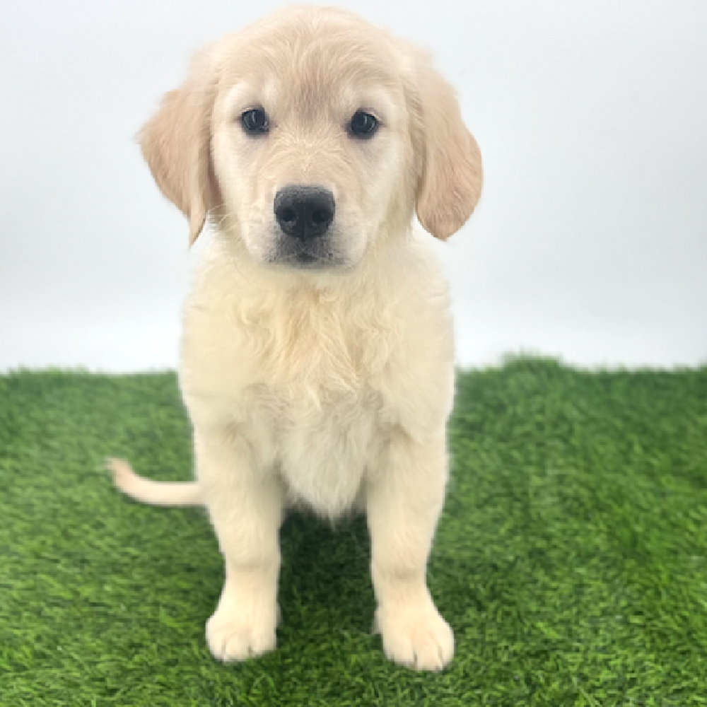 pet breed image