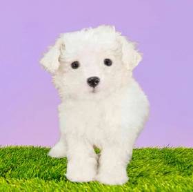 Bichon