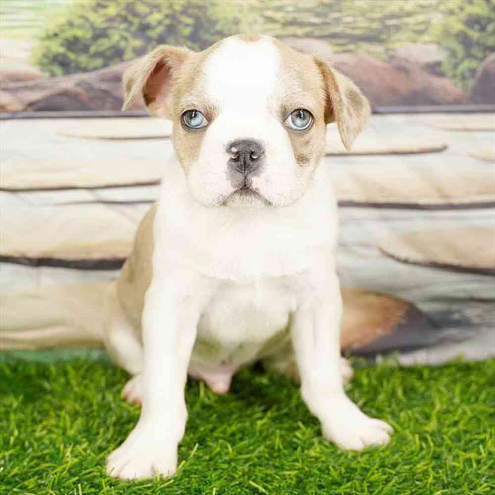 pet breed image