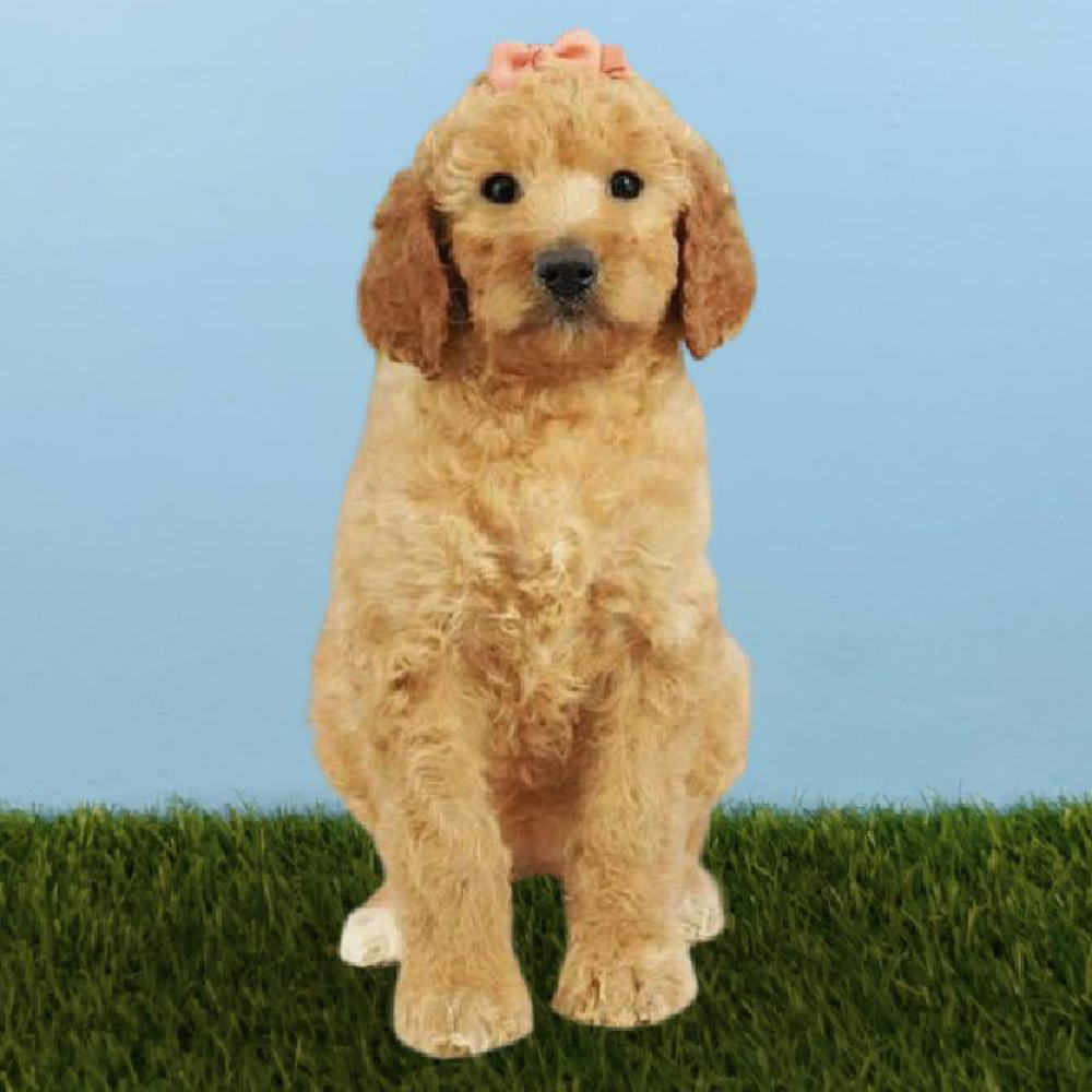 Female 2nd Gen Standard Goldendoodle Puppy for sale