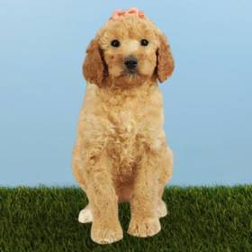 2nd Gen Standard Goldendoodle