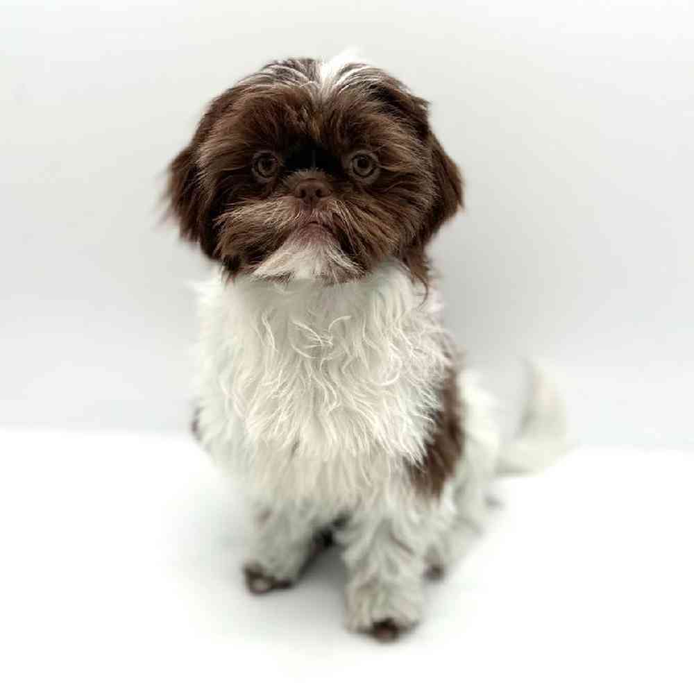 Female Shih Tzu Puppy for Sale in Puyallup, WA