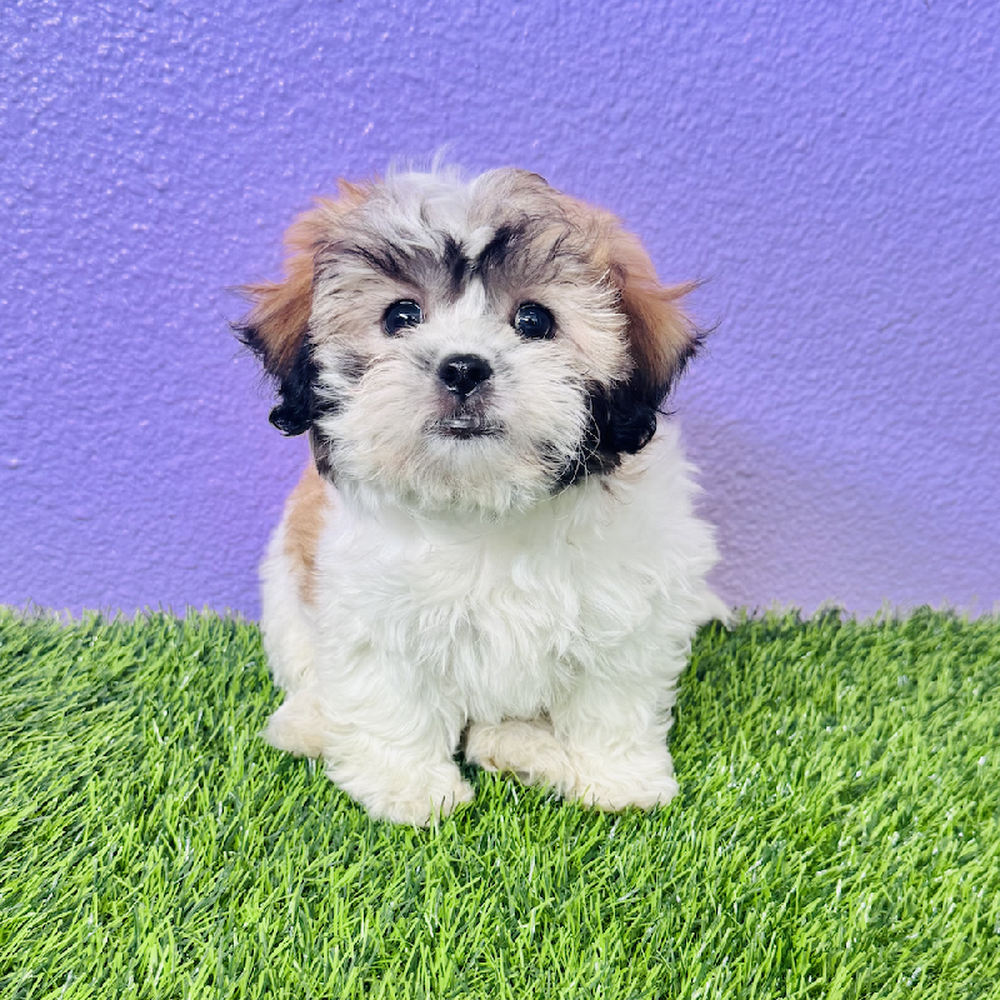 pet breed image