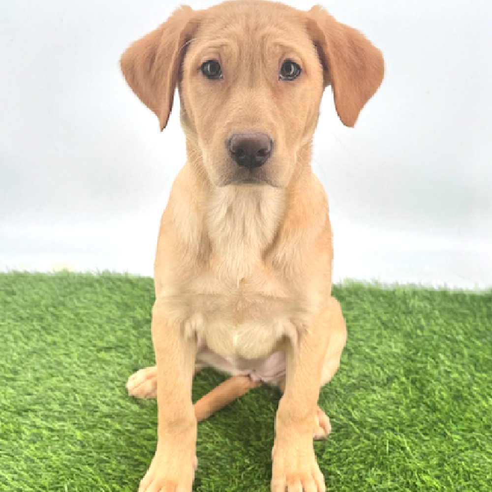 pet breed image