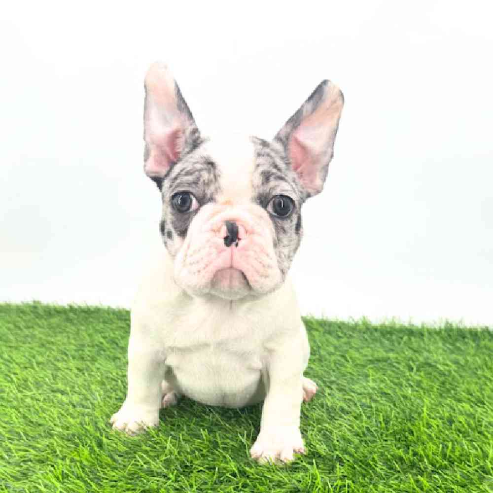 pet breed image