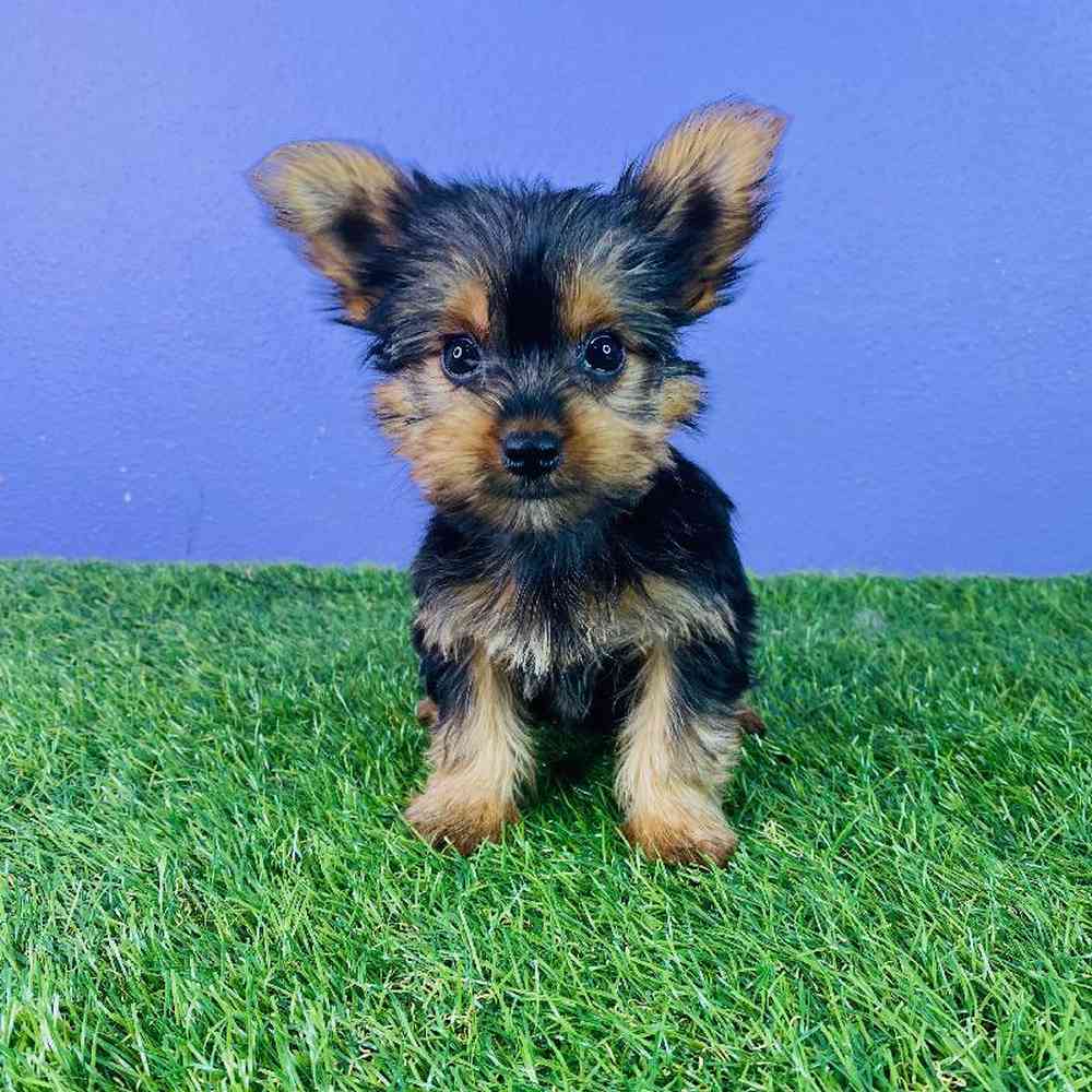 Female Yorkie Puppy for sale