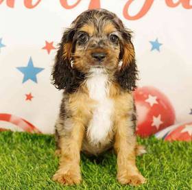 Cocker Spaniel