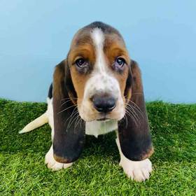 Basset Hound