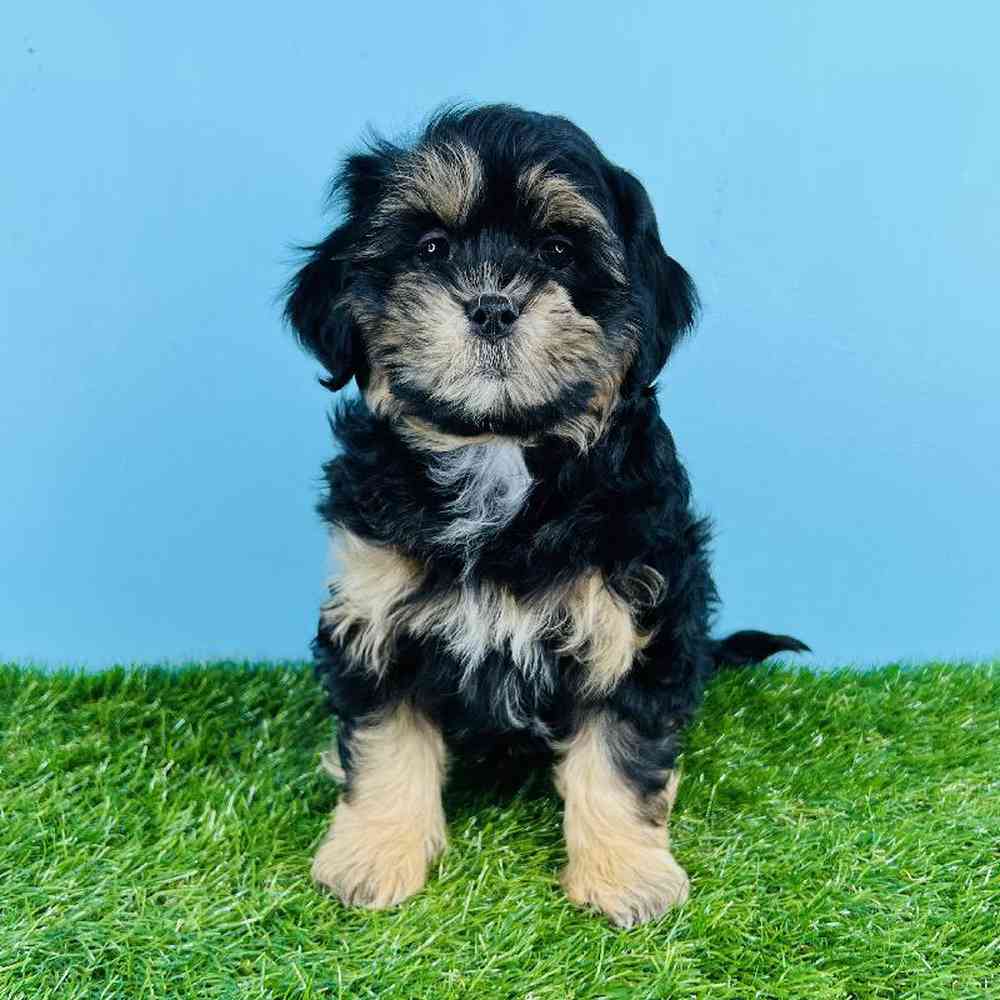 Male Shizapoo Puppy for sale