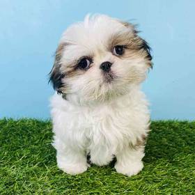 Shih Tzu