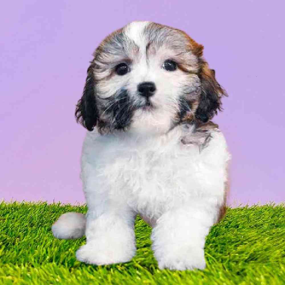 Female Teddy Bear Puppy for Sale in Puyallup, WA