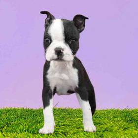 Boston Terrier