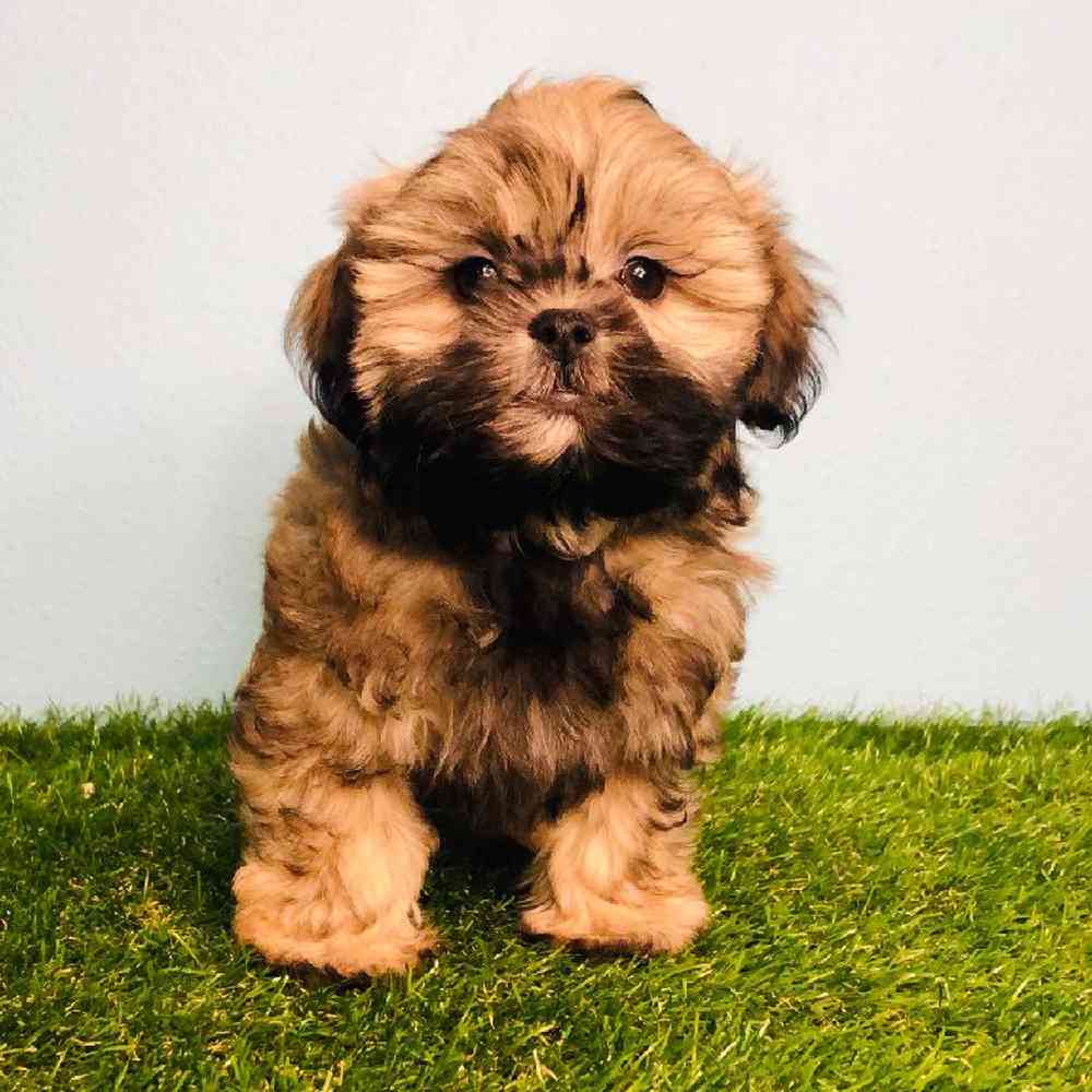 carousel pet images