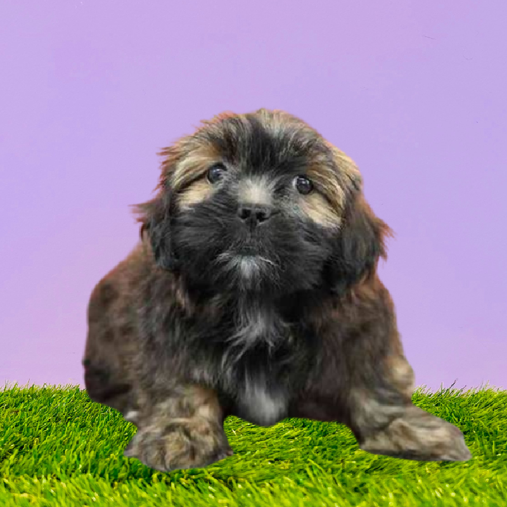 Lhasa Apso