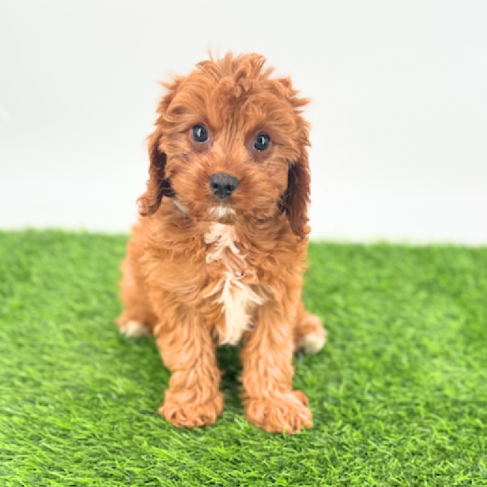 pet breed image