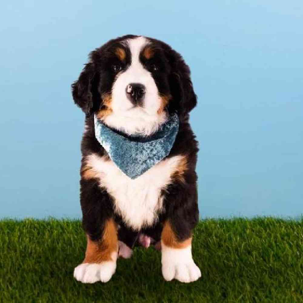 Male Bernese Mountain Dog Puppy for sale