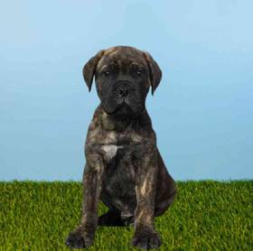 Bullmastiff