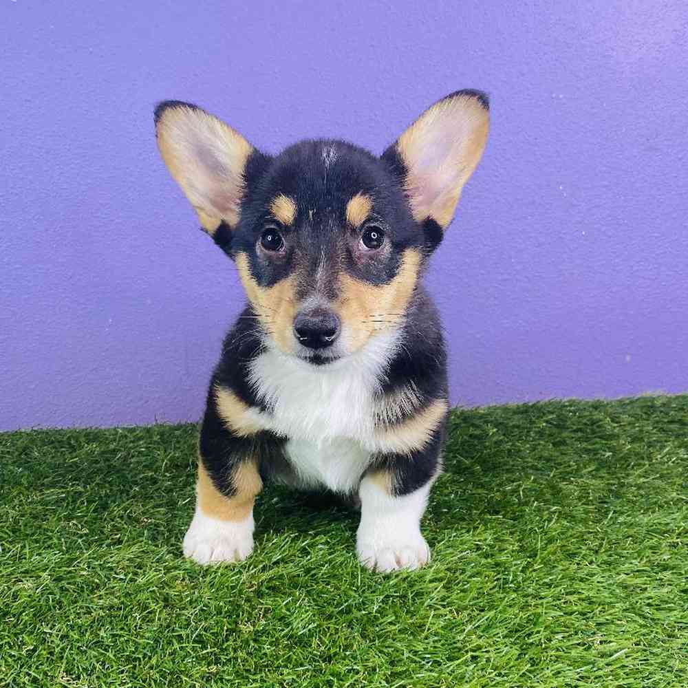 Female Pembroke Welsh Corgi Puppy for sale