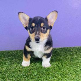 Pembroke Welsh Corgi