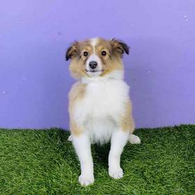 Sheltie