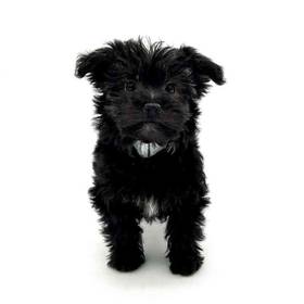 Yorkie-Poo