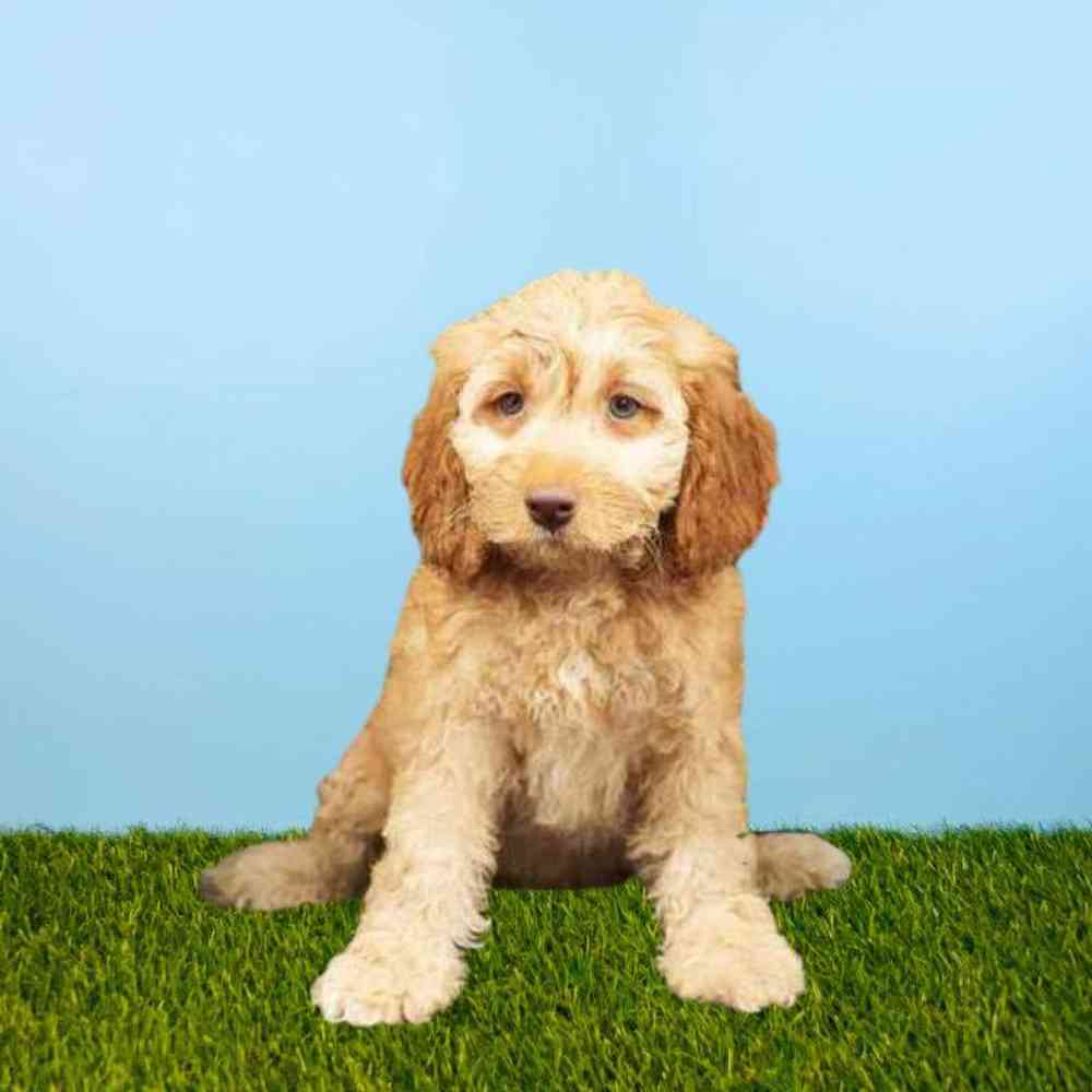 carousel pet images