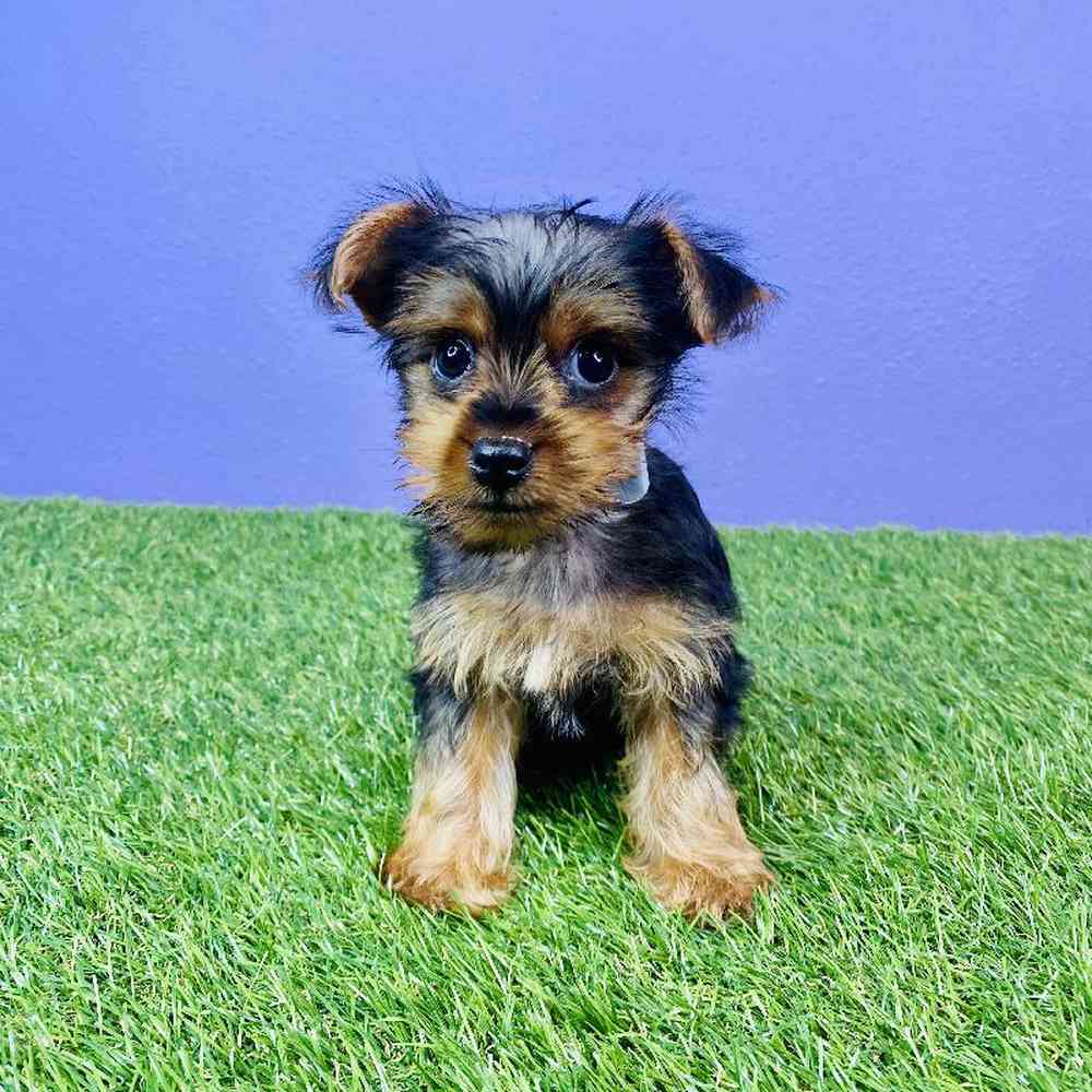 Male Yorkie Puppy for sale