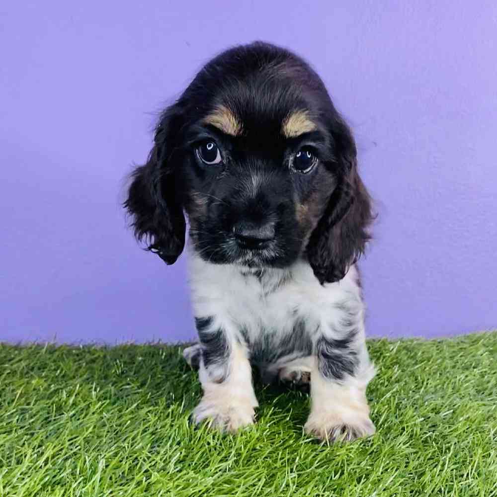 carousel pet images