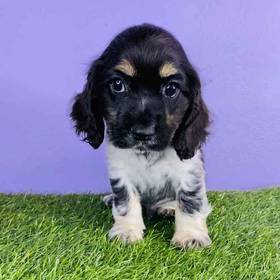 Cocker Spaniel