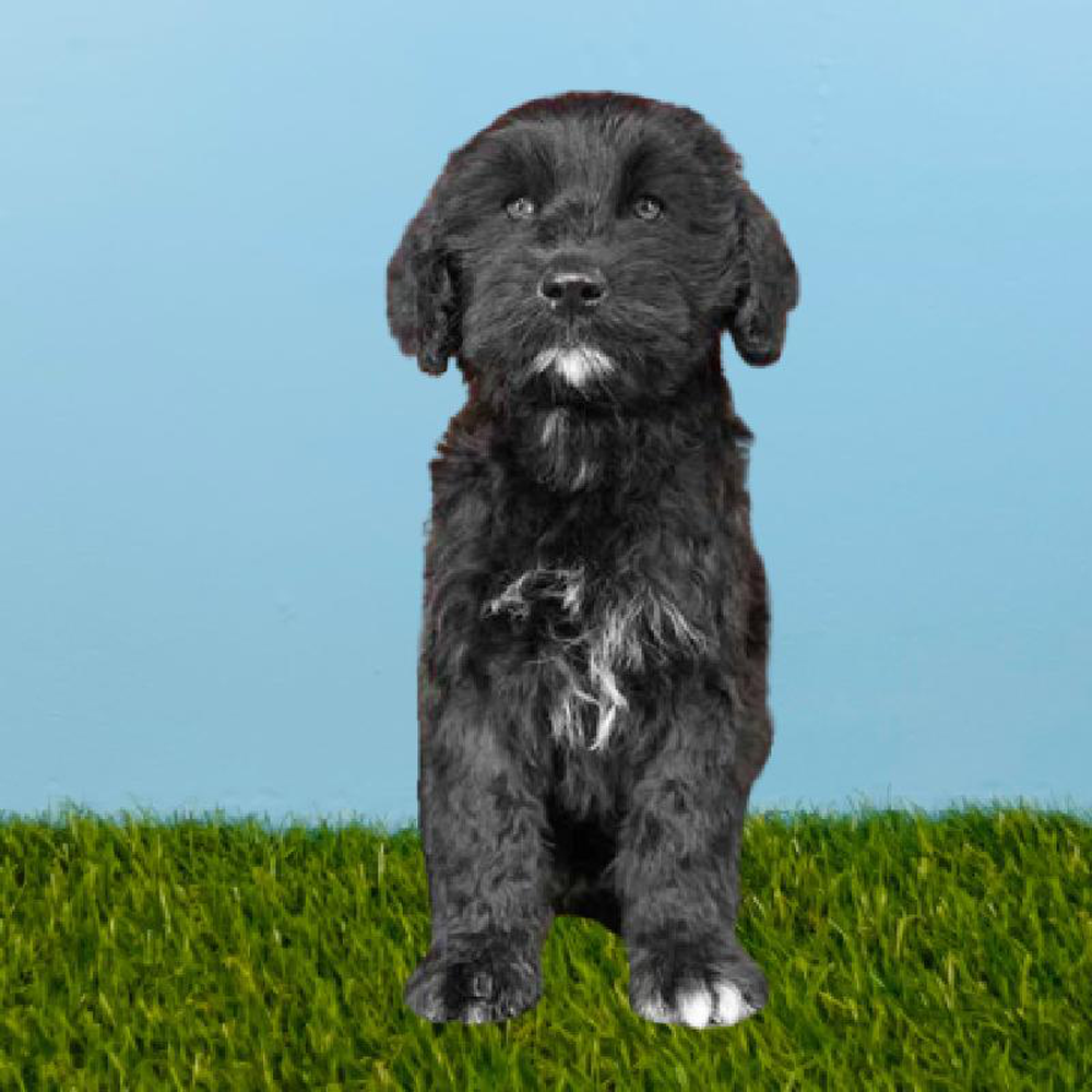 Female Portuguese Water Dog Puppy for sale