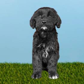 Portuguese Water Dog